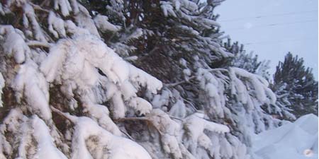 37-snow-trees
