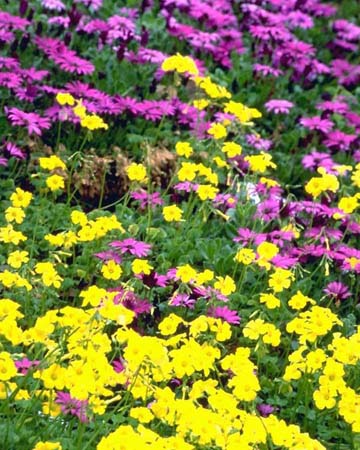 06-flowers1