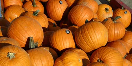 pumpkins8x4