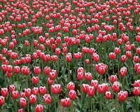 08-flowers3