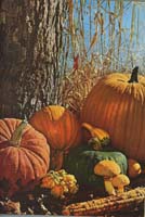 thanksgiving1