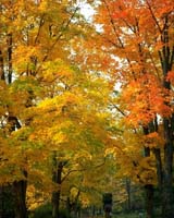 yellowtrees